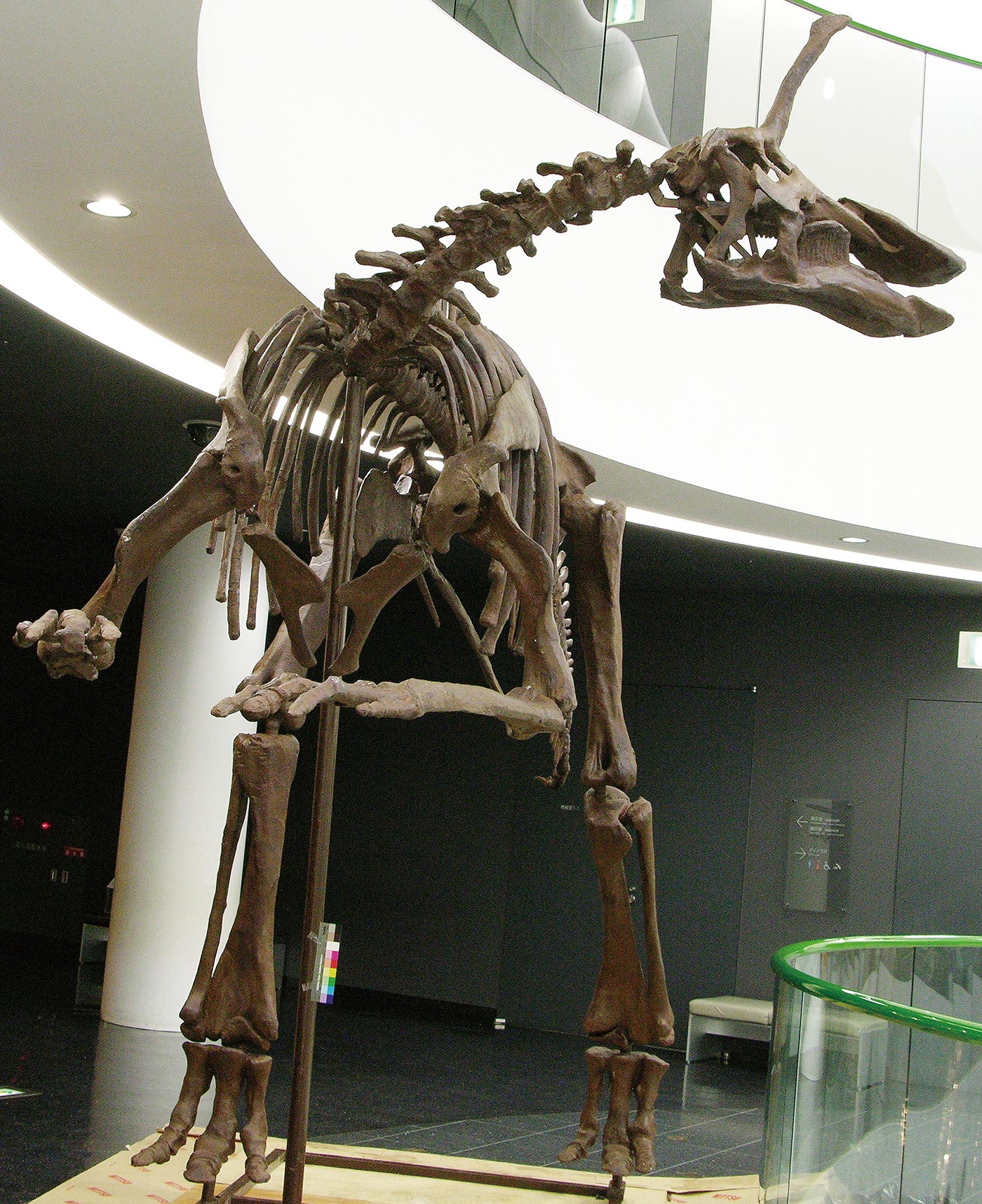 チンタオサウルス·スピノリヌス