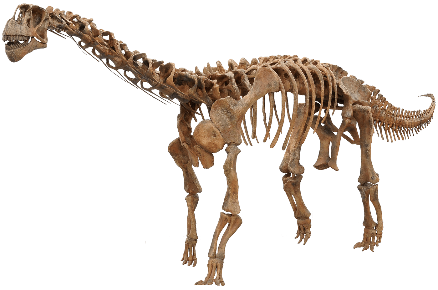 カマラサウルス·レンタス幼体
