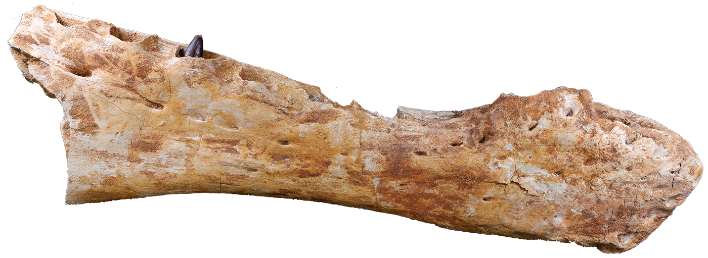 スピノサウルス顎骨（実物）／年代：1億～9000万年前
