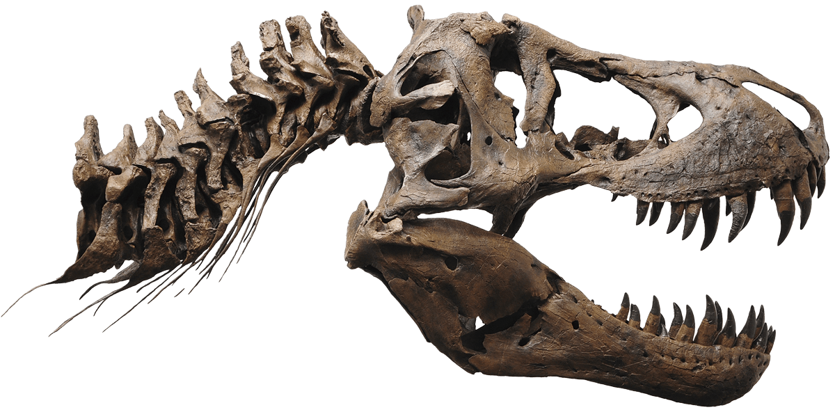 ティラノサウルス·レックス頭骨
